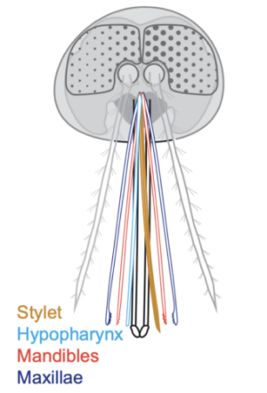 Adriana Rosas project 